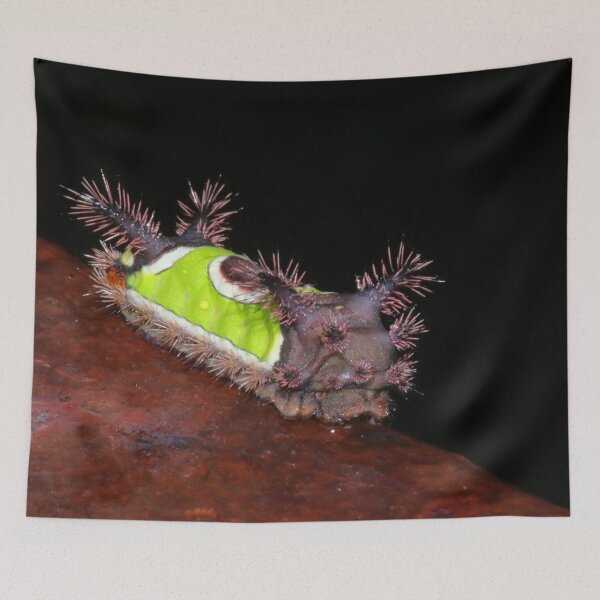 Item preview, Saddleback Caterpillar   |   Nature designed and sold by RedHandedOD.