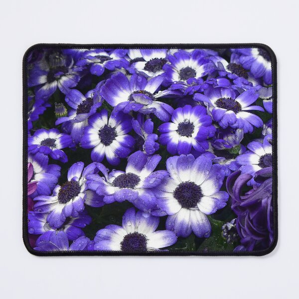 Item preview, Purple and White African Daisies designed and sold by Ladydi.