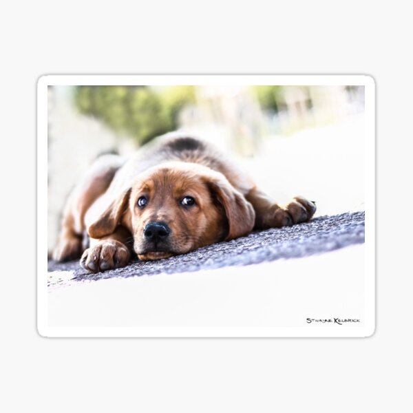 Puppet Dog Sticker