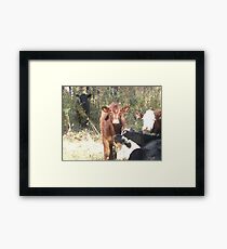 Cows Framed Print