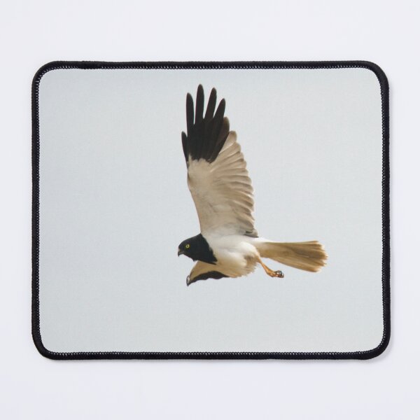 Item preview, Pied Harrier in flight designed and sold by hamsambly.