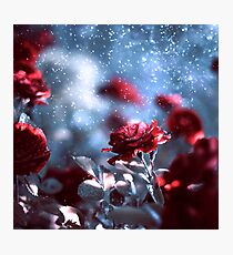 Roses Photographic Print