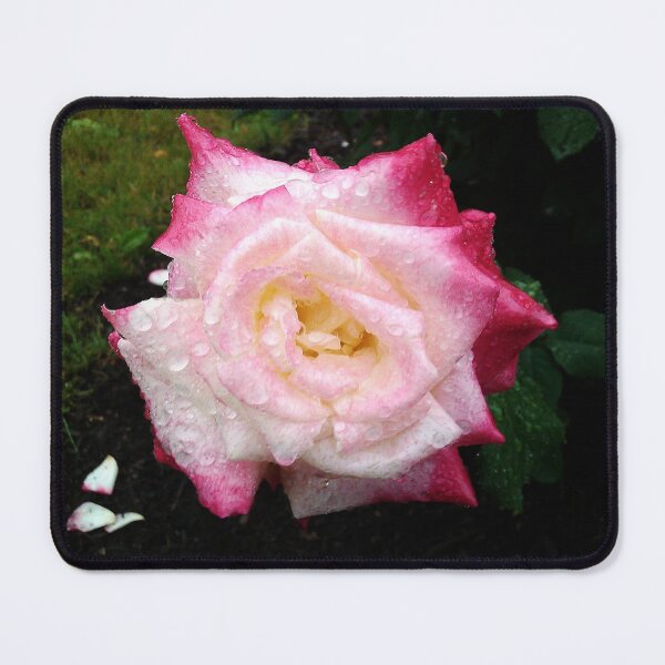 Item preview, PALE PINK ROSE AND RAINDROPS designed and sold by JoAnnHayden.