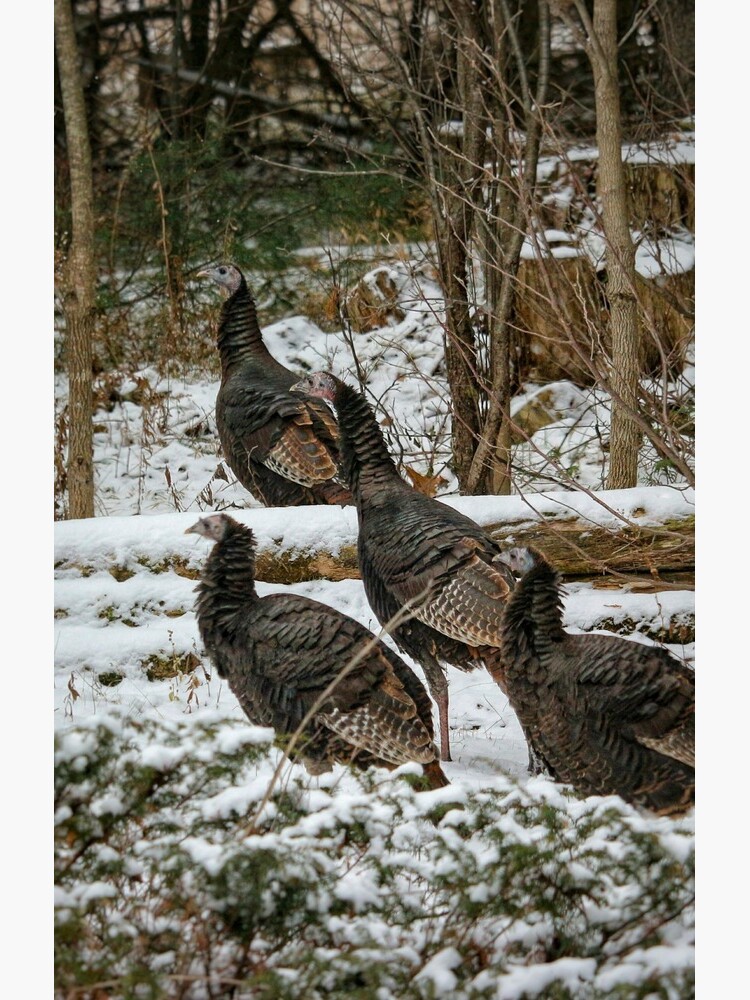 Christmas turkeys by debfaraday