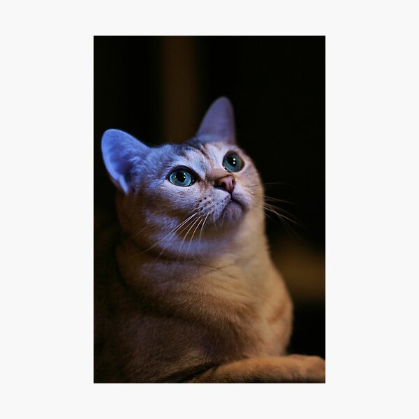 wonderment Photographic Print