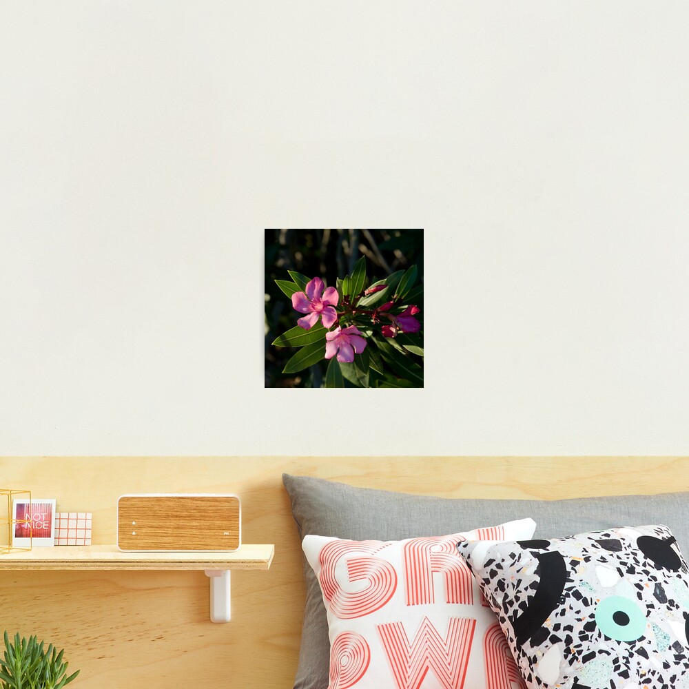 Pink Oleander Photographic Print