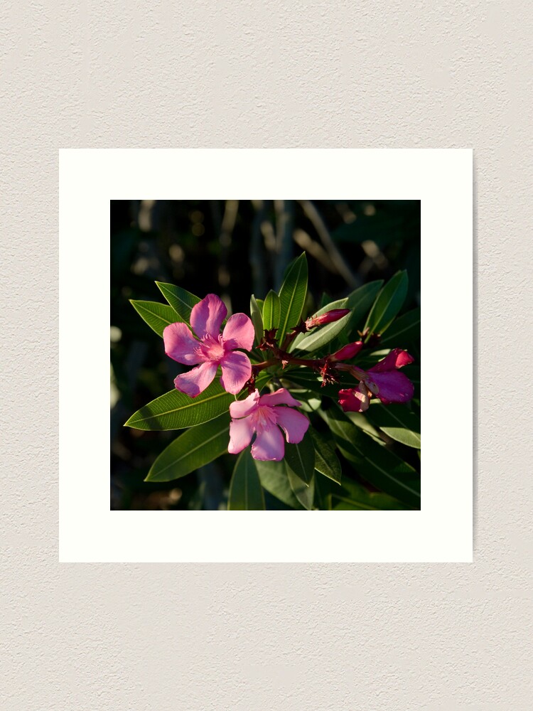 Thumbnail 1 of 3, Art Print, Pink Oleander designed and sold by mistered.