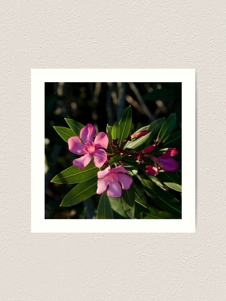 Alternate view of Pink Oleander Art Print