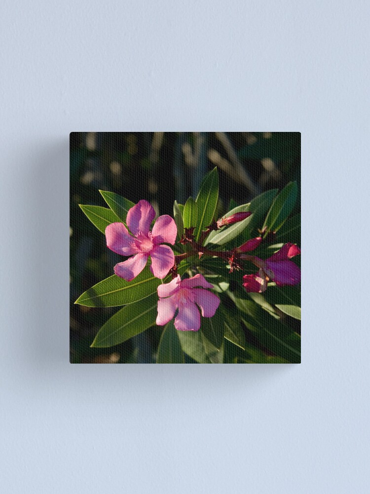 Alternate view of Pink Oleander Canvas Print