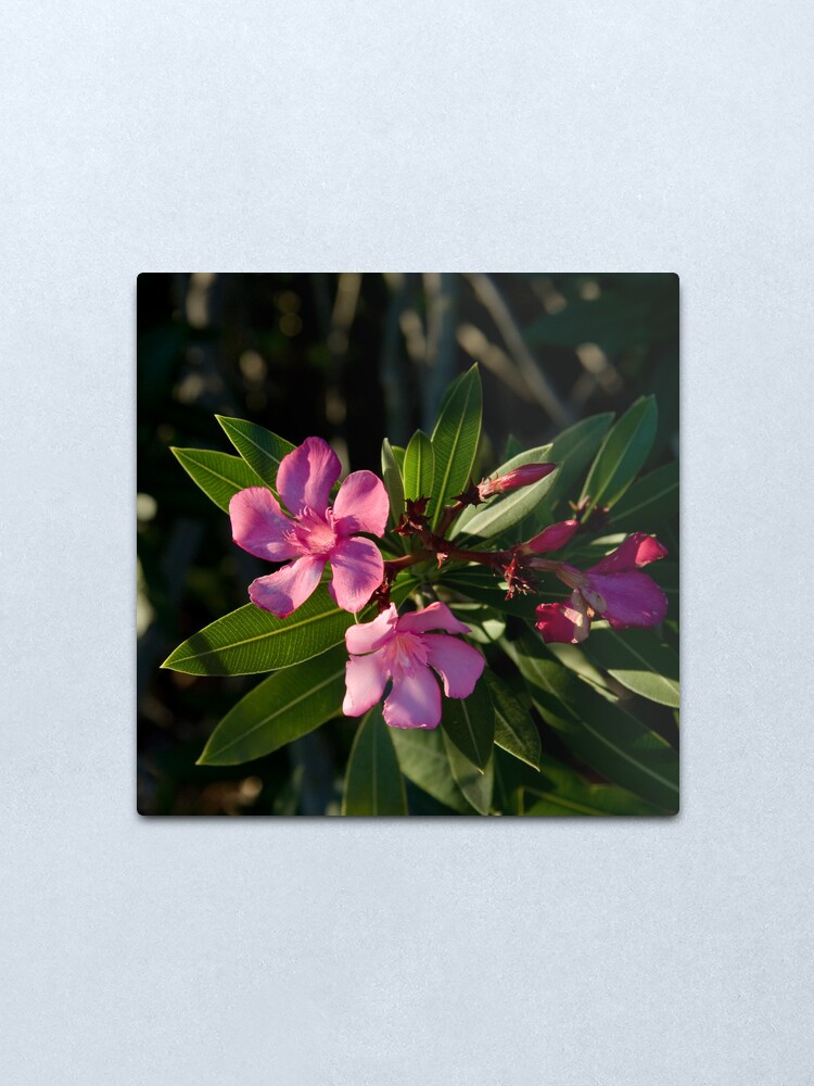 Alternate view of Pink Oleander Metal Print