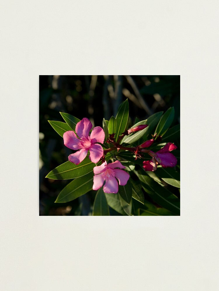 Alternate view of Pink Oleander Photographic Print