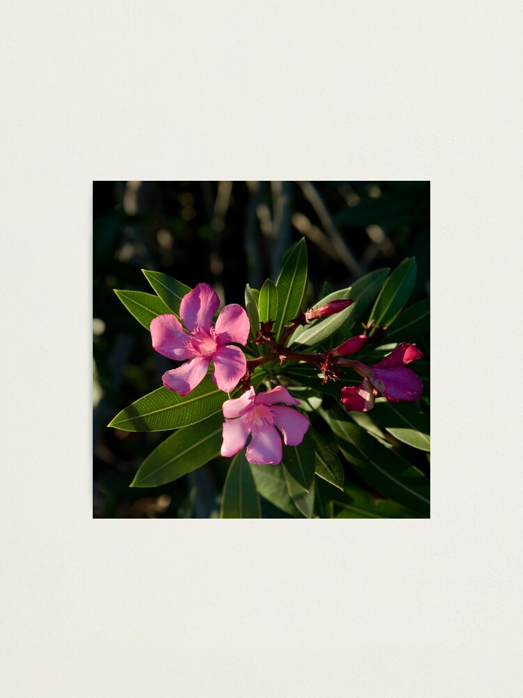 Alternate view of Pink Oleander Photographic Print