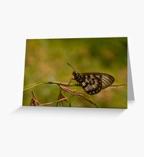 Butterfly Greeting Card