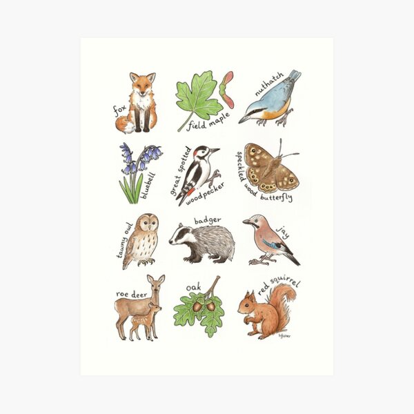 British Woodland Wildlife Art Print