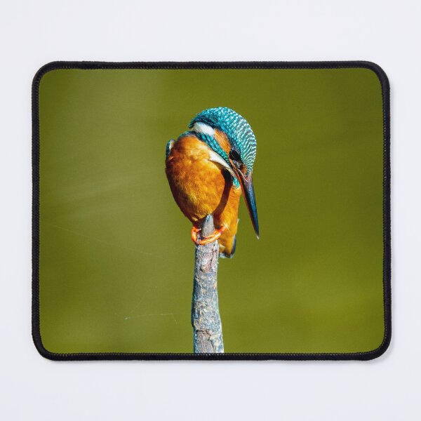 Item preview, Common Kingfisher designed and sold by TravellingFatmn.