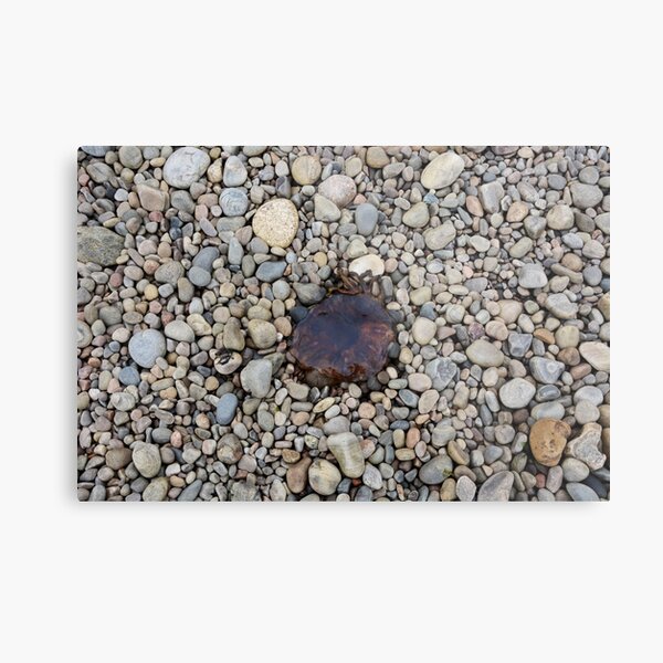 Jellyfish on a bed of pebbles Metal Print