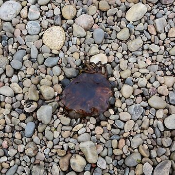 Artwork thumbnail, Jellyfish on a bed of pebbles by Alternative Perspectives
