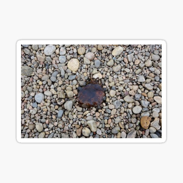 Jellyfish on a bed of pebbles Sticker