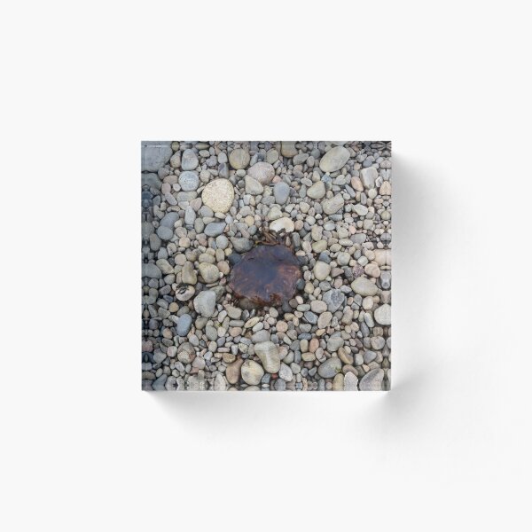 Jellyfish on a bed of pebbles Acrylic Block