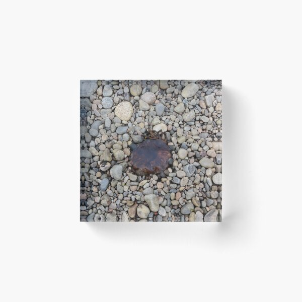 Jellyfish on a bed of pebbles Acrylic Block