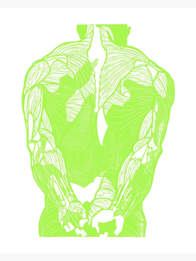 Disover Green back anatomical study Premium Matte Vertical Poster