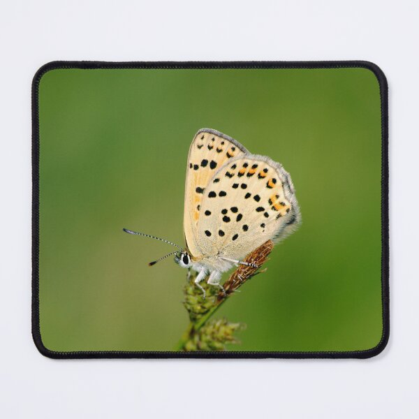 Item preview, Lycaena tityrus designed and sold by iago rodriguez dopico.