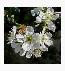 Plum Blossom - Spring is here. Photographic Print