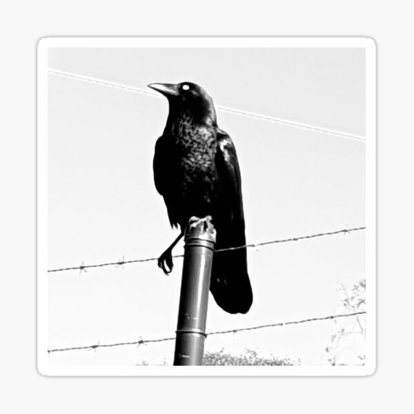Black and White Raven on a Fencepost Sticker