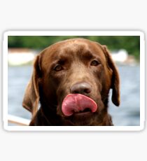 labrador retriever chocolate Sticker