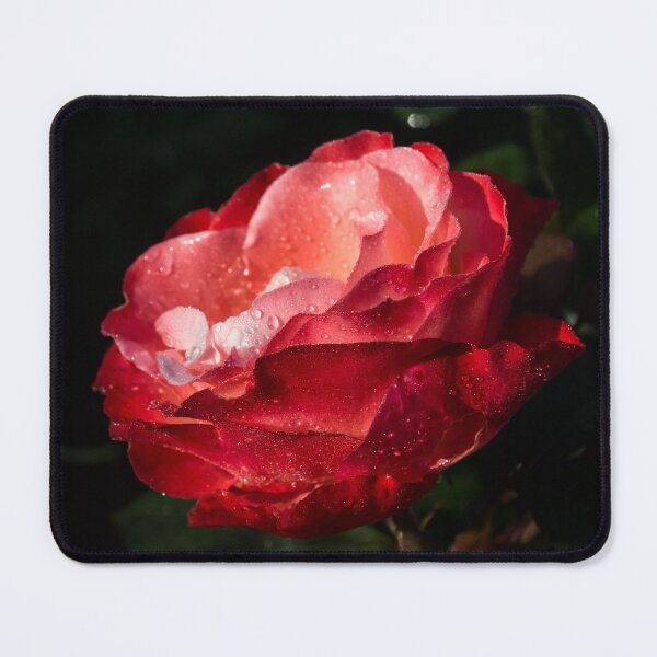 Item preview, Wet Beauty - Bicolor Sweetheart Rose with Raindrops designed and sold by Georgia Mizuleva.