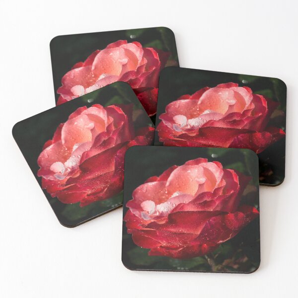 Item preview, Wet Beauty - Bicolor Sweetheart Rose with Raindrops designed and sold by Georgia Mizuleva.