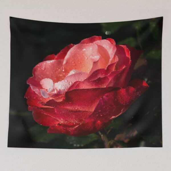 Item preview, Wet Beauty - Bicolor Sweetheart Rose with Raindrops designed and sold by Georgia Mizuleva.