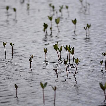 Artwork thumbnail, Bog Bean plants in moody grey water by Alternative Perspectives