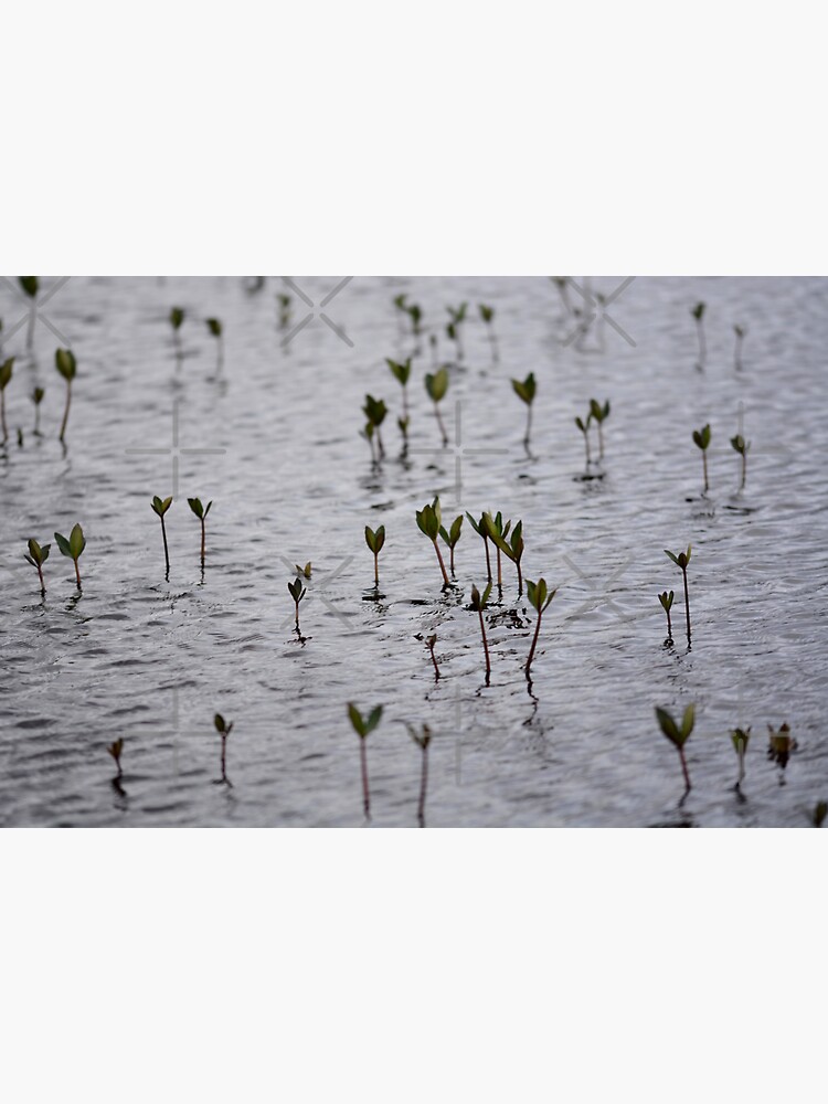 Thumbnail 3 of 3, Sticker, Bog Bean plants in moody grey water designed and sold by SiobhanFraser.