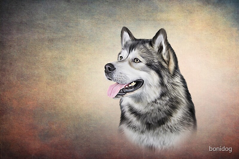 "Drawing Dog Alaskan Malamute" by bonidog Redbubble