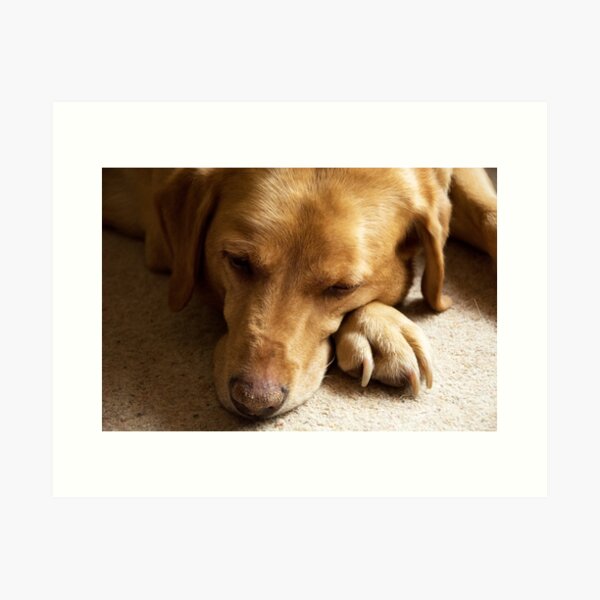Willow the Wanderer sleeping Art Print