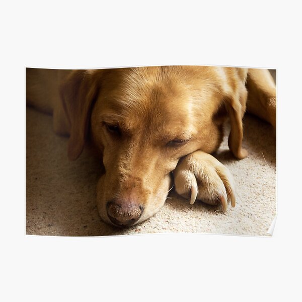 Willow the Wanderer sleeping Poster
