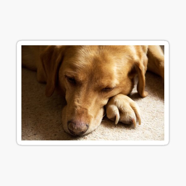 Willow the Wanderer sleeping Sticker