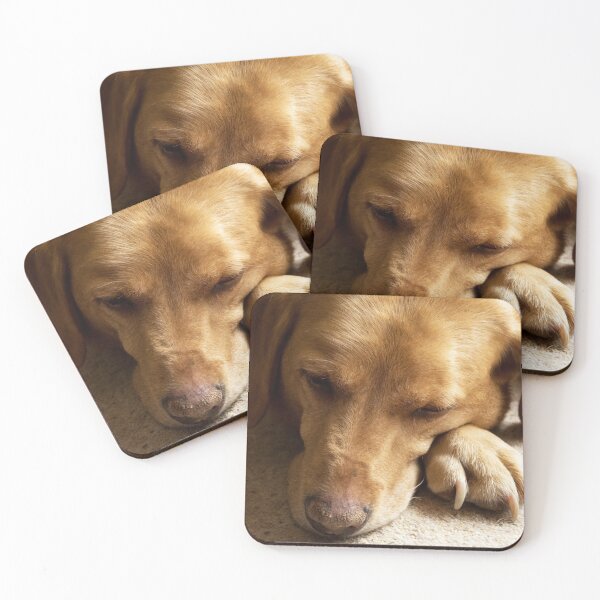 Willow the Wanderer sleeping Coasters (Set of 4)