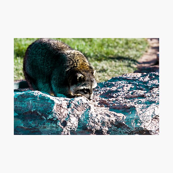 Rac2 Photographic Print