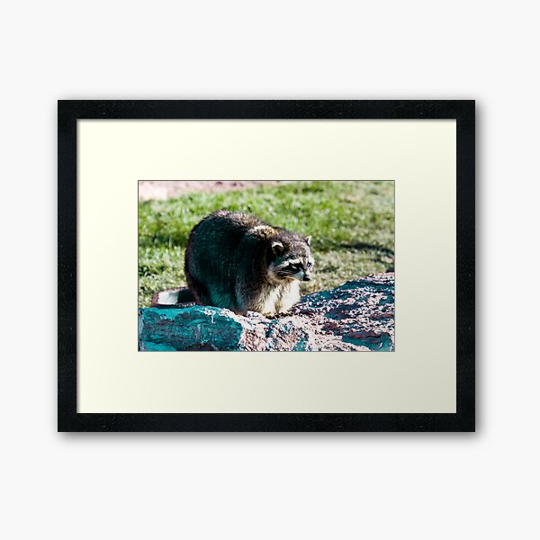 Rac3 Framed Art Print