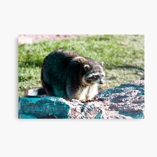 Rac3 Metal Print