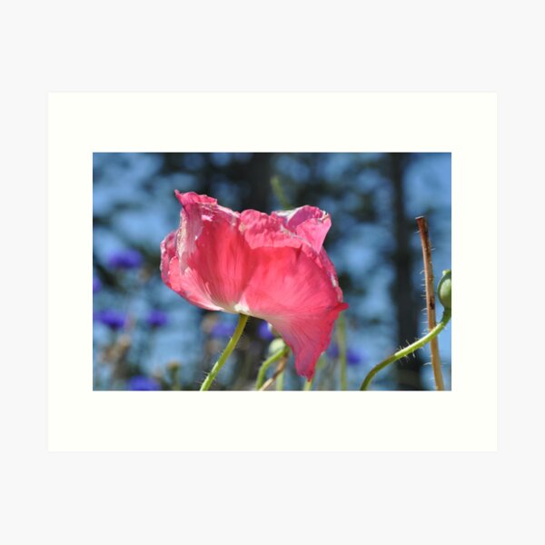 Pink poppy in bloom Art Print