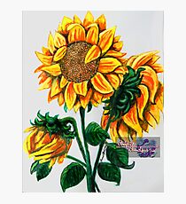 sunflowers Photographic Print