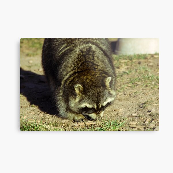 Rac11 Metal Print