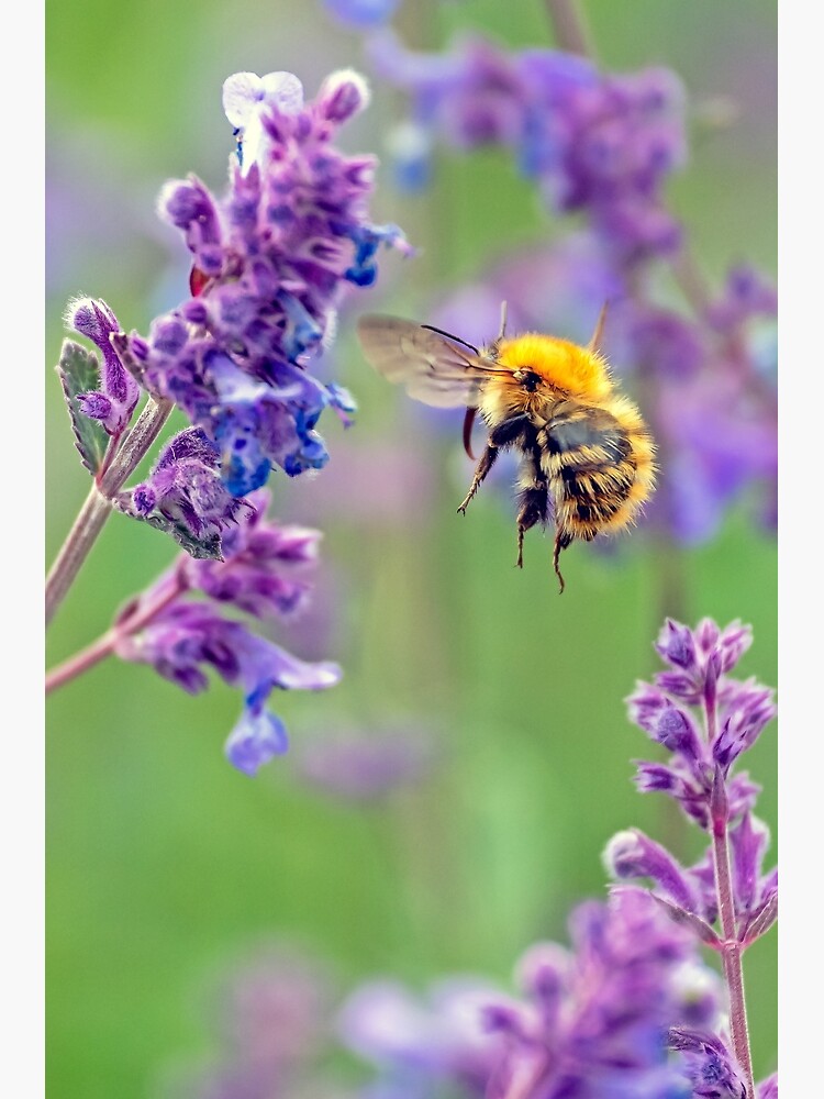 Garden Bumble Bee Metal Floating Sign - Flowers, Spring Honey Bee