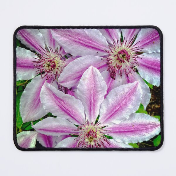 Item preview, Nelly Moser Clematis designed and sold by Ladydi.