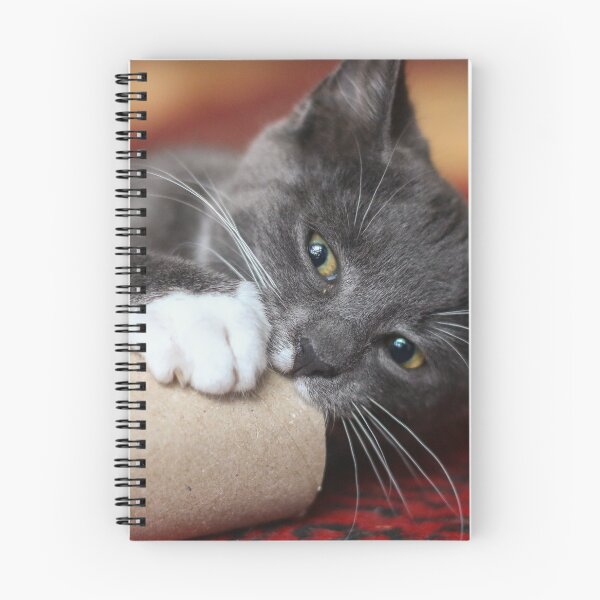 Item preview, Kitten playing with cardboard tube designed and sold by GreyFeatherPhot.