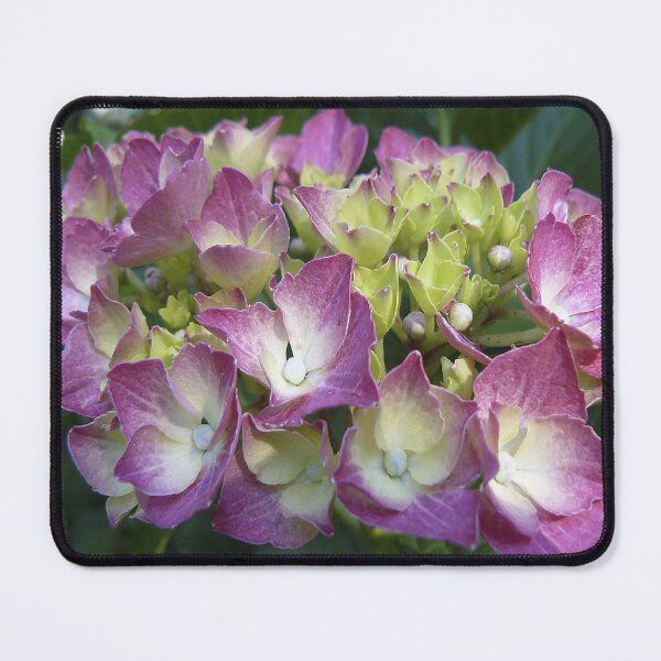 Item preview, Pink Hydrangea designed and sold by Ladydi.