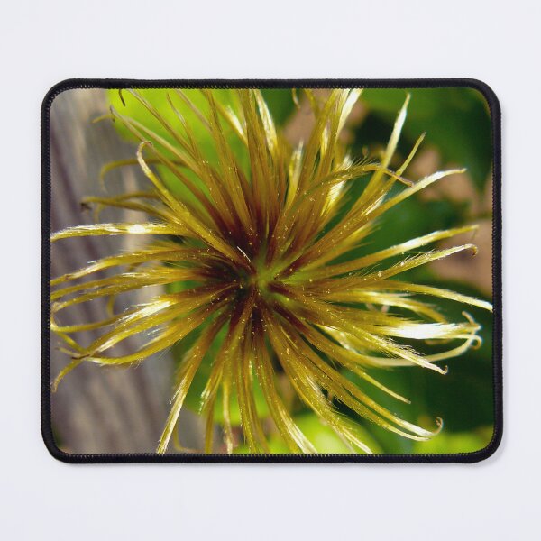 Item preview, Clematis Seed Pod designed and sold by Ladydi.